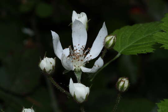 Слика од Rubus ursinus Cham. & Schltdl.