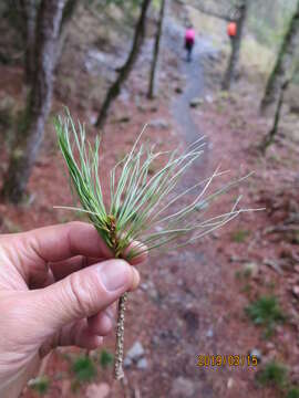 Image of Taiwan White Pine