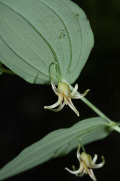 Image of claspleaf twistedstalk