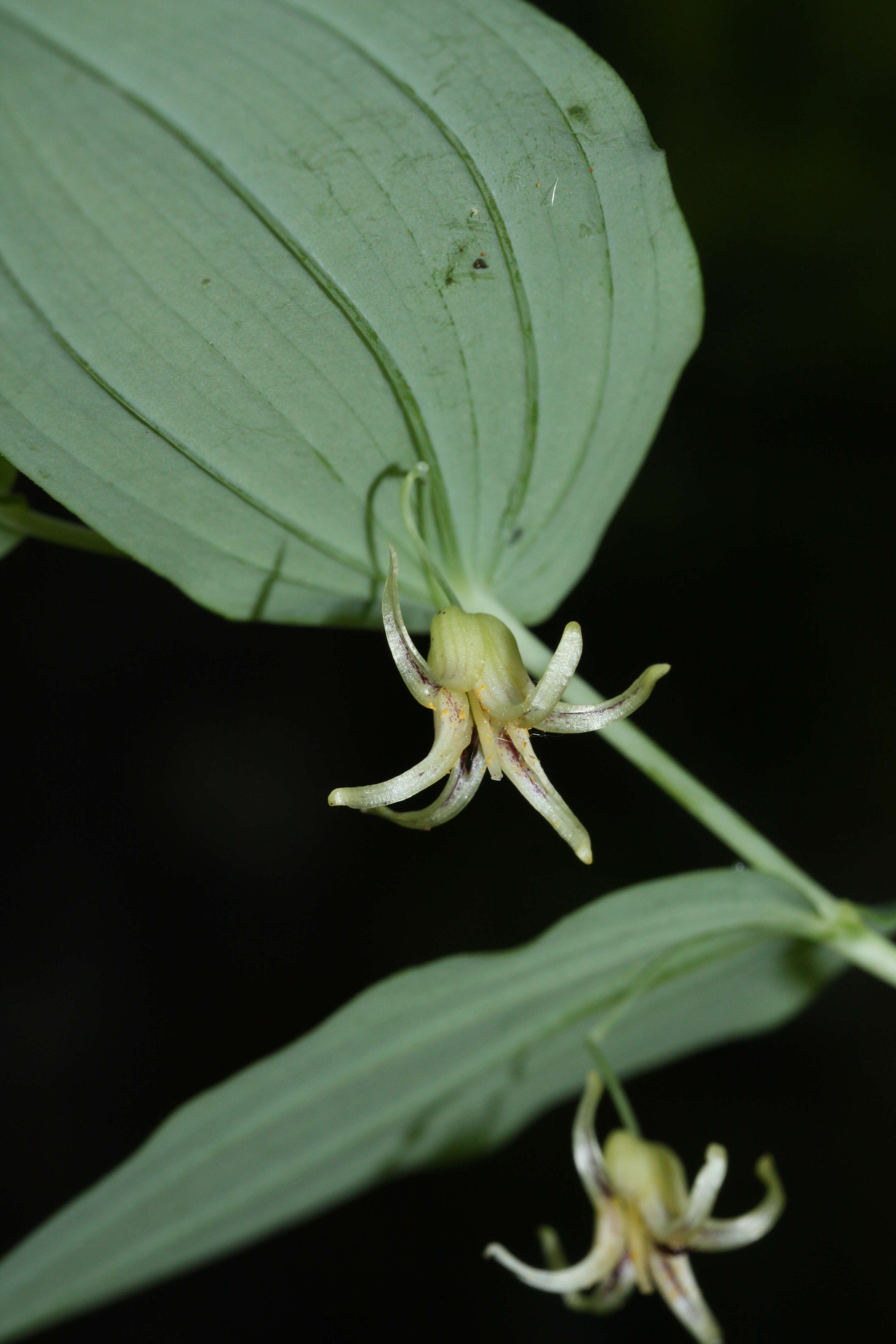 Image of claspleaf twistedstalk