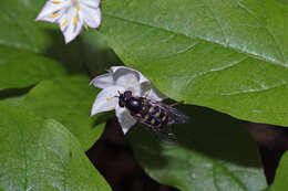 Image de Trientale boréale