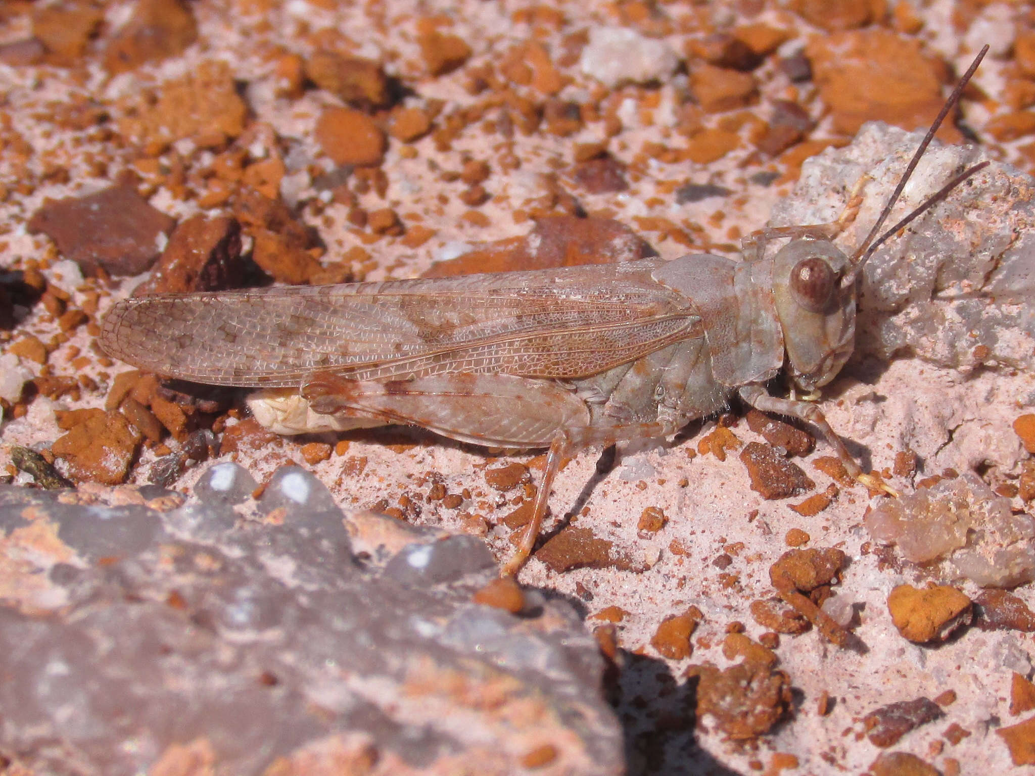 Trimerotropis sparsa (Thomas & C. 1875)的圖片