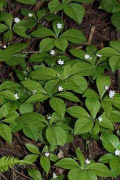 Image de Trientale boréale