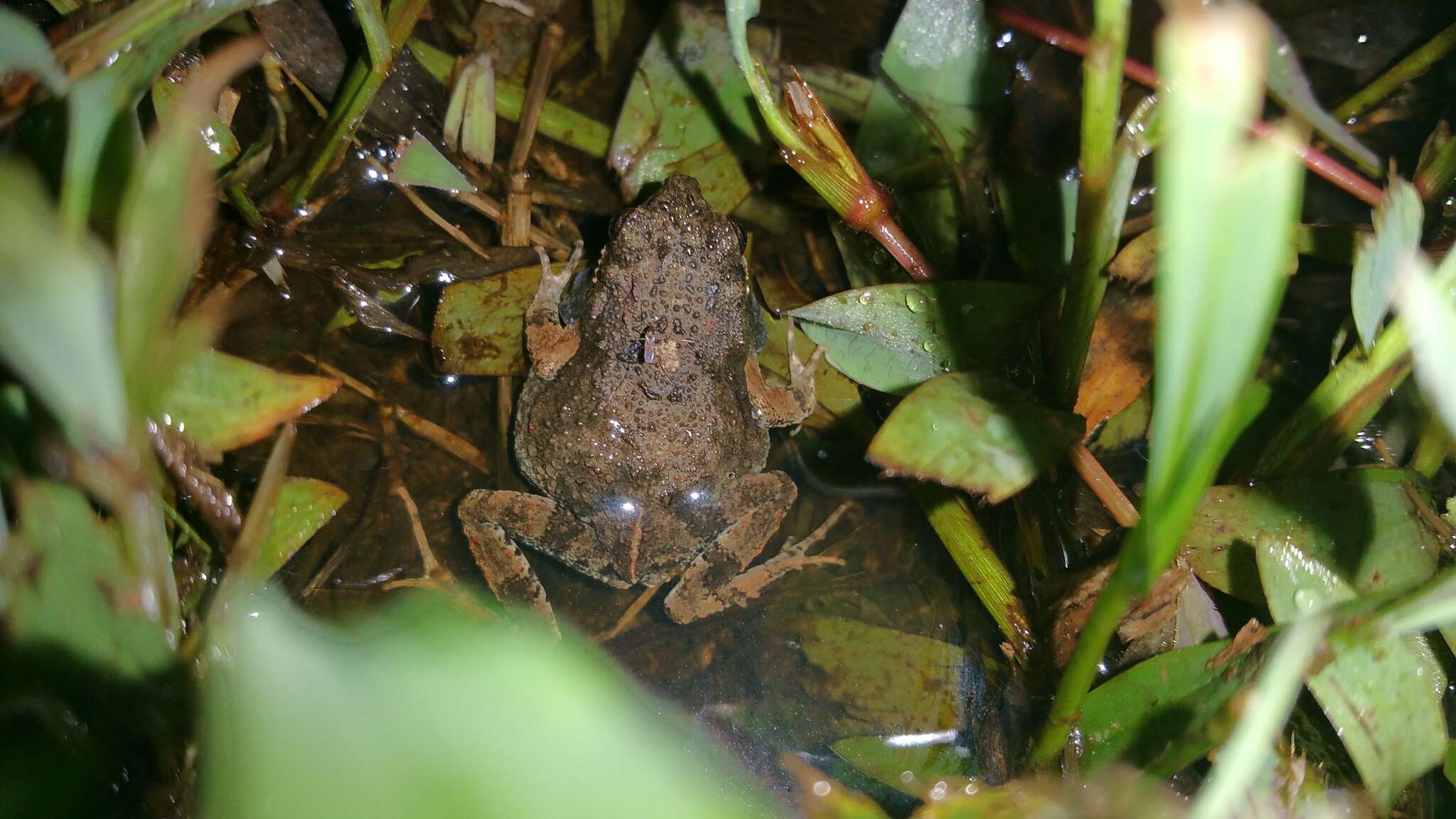 Engystomops pustulosus (Cope 1864)的圖片