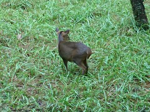 Image of Reeves' Muntjac