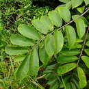 Image of Annona paludosa Aubl.