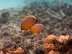 Слика од Chaetodon lunulatus Quoy & Gaimard 1825