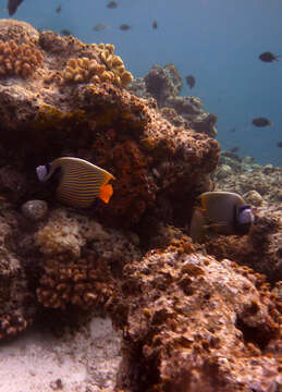 Image of Angelfish