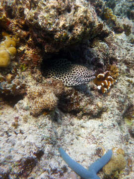 Image of honeycomb moray