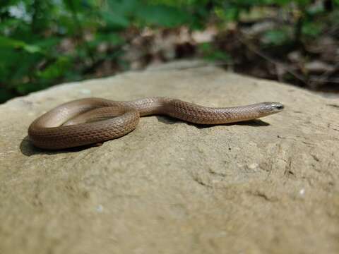 Image of Haldea valeriae valeriae (Baird & Girard 1853)