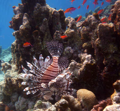 Image of Common lionfish