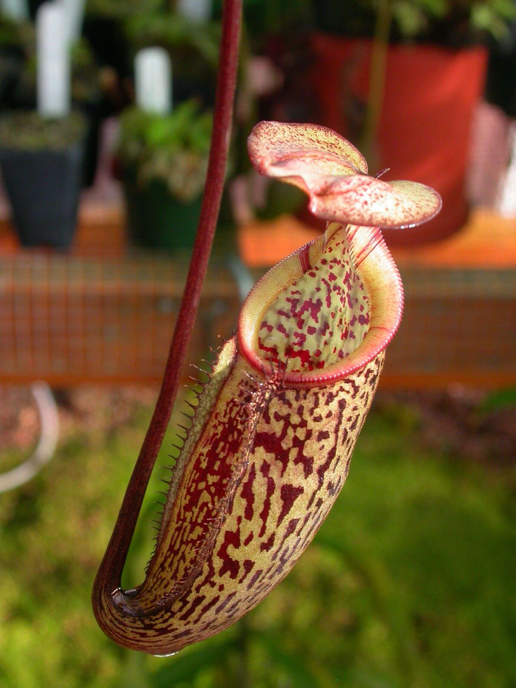 Image of Pitcher plant