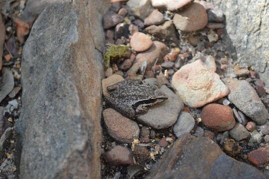 Litoria watjulumensis (Copland 1957)的圖片