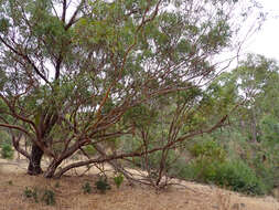 صورة Eucalyptus microcarpa (Maiden) Maiden