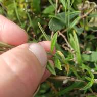 Sivun Epilobium leptophyllum Rafin. kuva