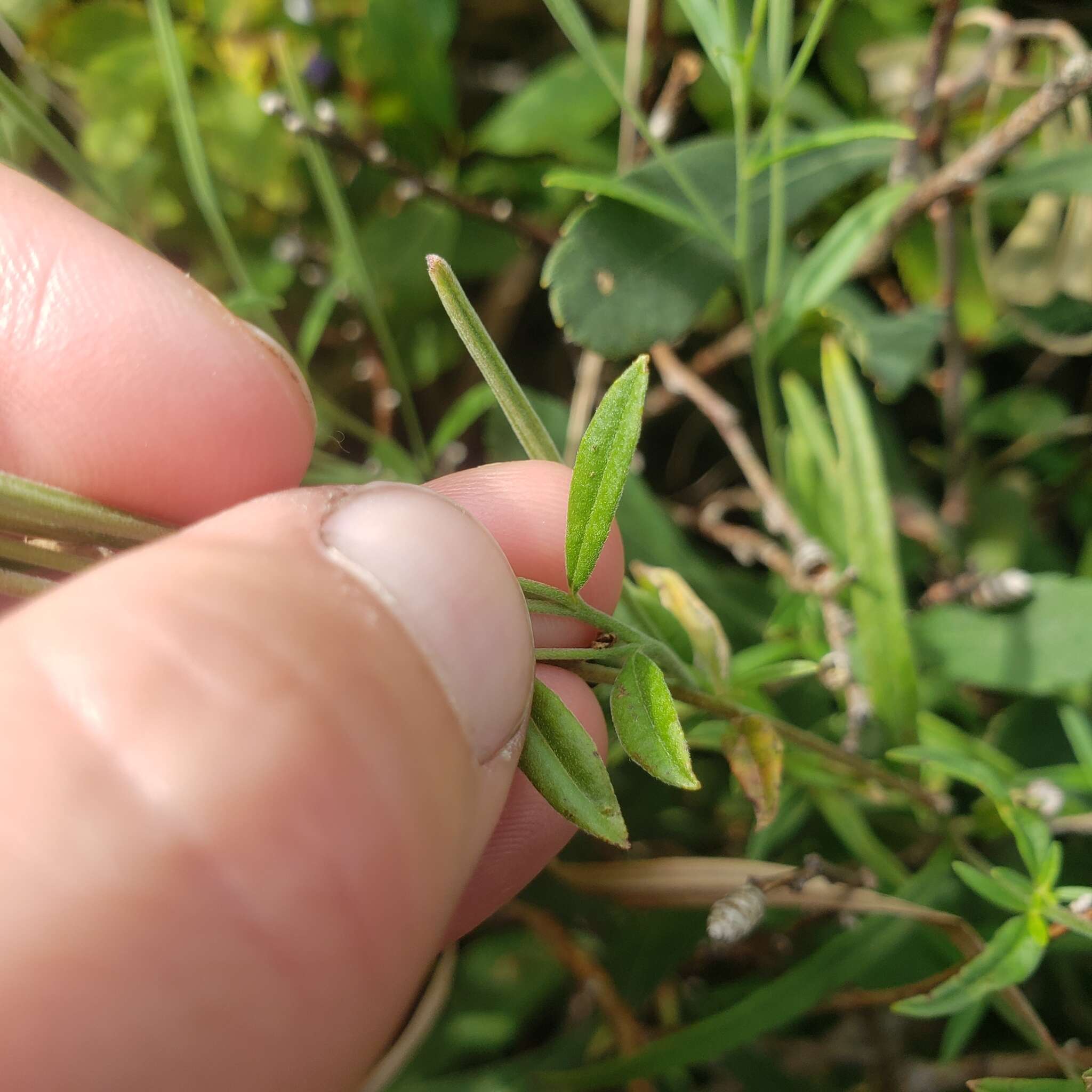 Слика од Epilobium leptophyllum Rafin.