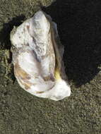 Image of Chilean Oyster