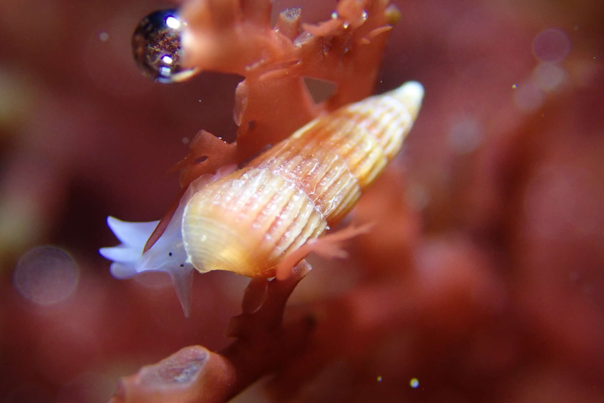 Image of Turbonilla tenuicula (Gould 1853)