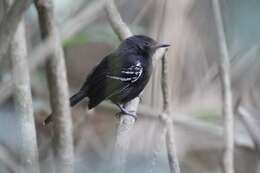 Image of Rio Branco Antbird