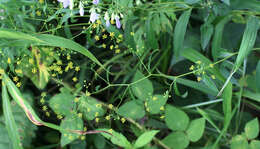 Bupleurum komarovianum O. A. Lincz. resmi