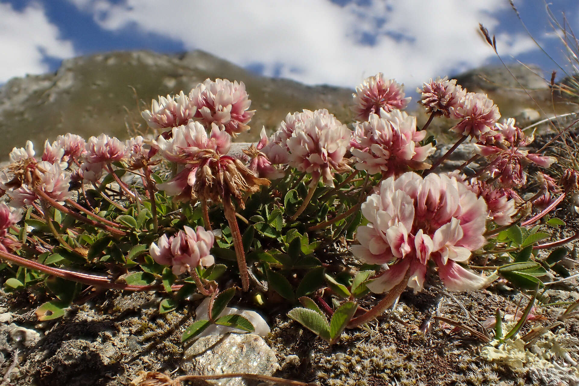 Imagem de Trifolium pallescens Schreb.