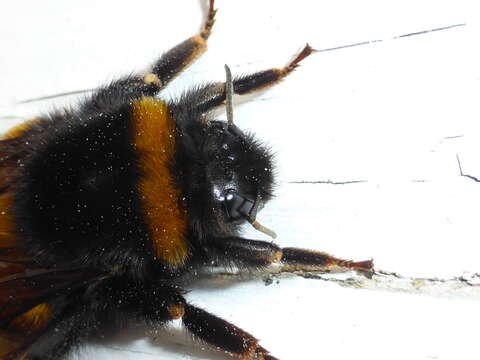 Imagem de Bombus terrestris (Linnaeus 1758)