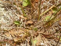 Image of Sonchus novae-zelandiae (Hook. fil.) Benth. & Hook. fil.