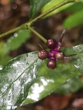 Image of Hoffmannsegg's wild coffee