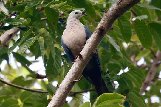 Image of Pacific Imperial Pigeon