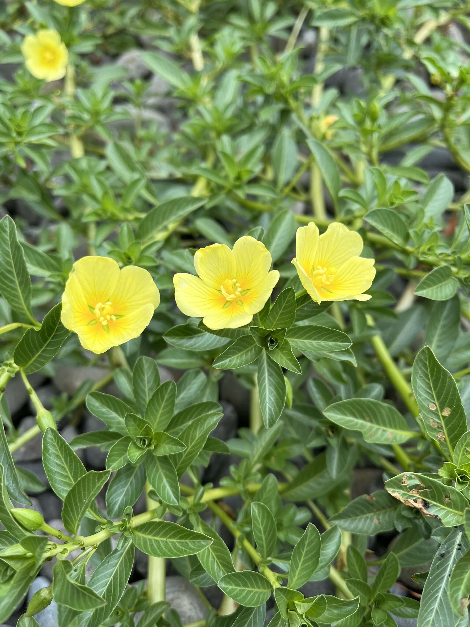 صورة Ludwigia taiwanensis C. I. Peng