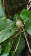 Image of Grevea madagascariensis Baill.