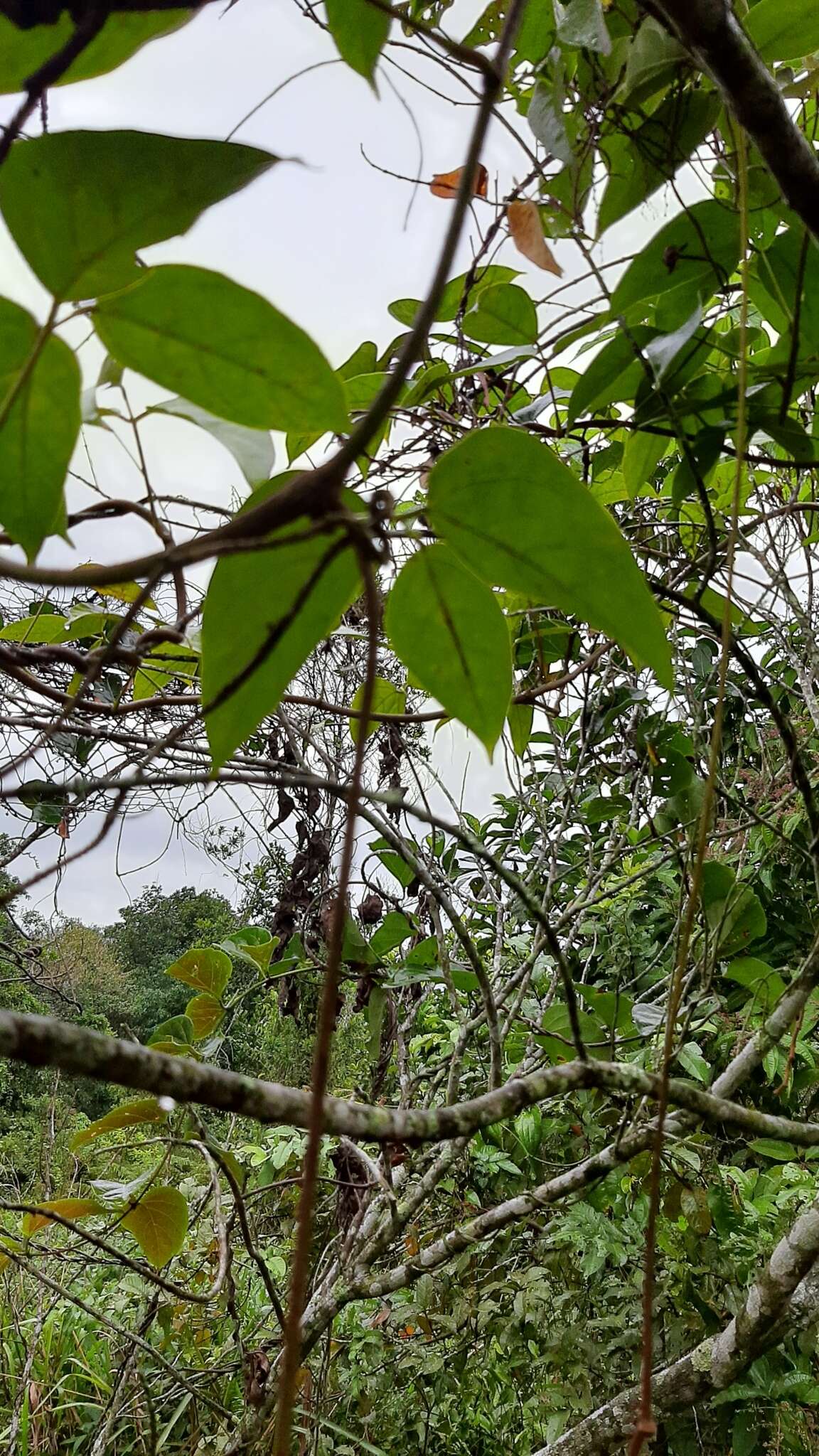 Sivun Mucuna urens (L.) Medik. kuva