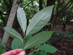 Sivun Diospyros japonica Siebold & Zucc. kuva