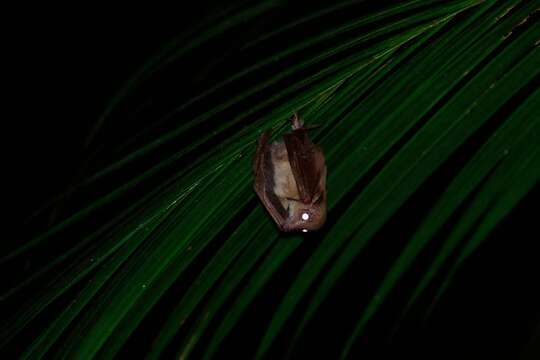 Image of Dagger-toothed Long-nosed Fruit Bat