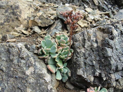 Sivun Sedum rubiginosum kuva