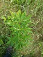 صورة Rubus canadensis L.