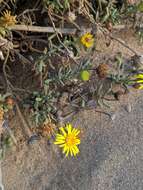 Image of Pulicaria burchardii Hutch.