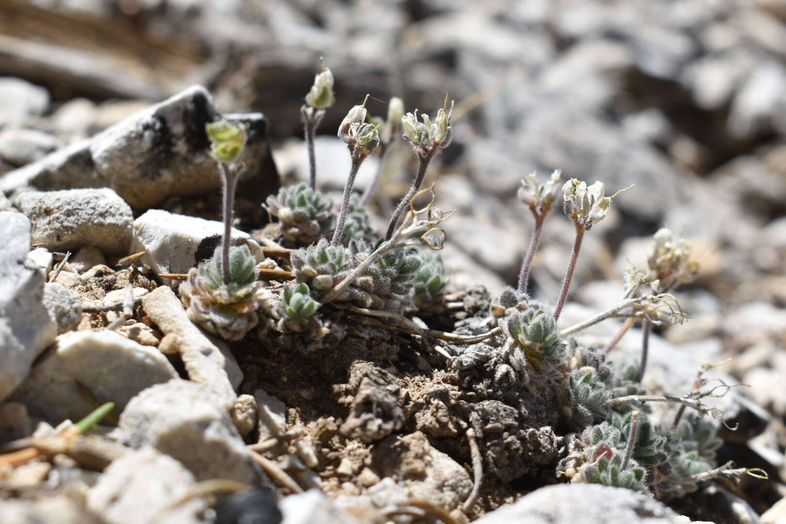 Image of Jaeger's draba