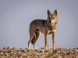 Image of Arabian wolf