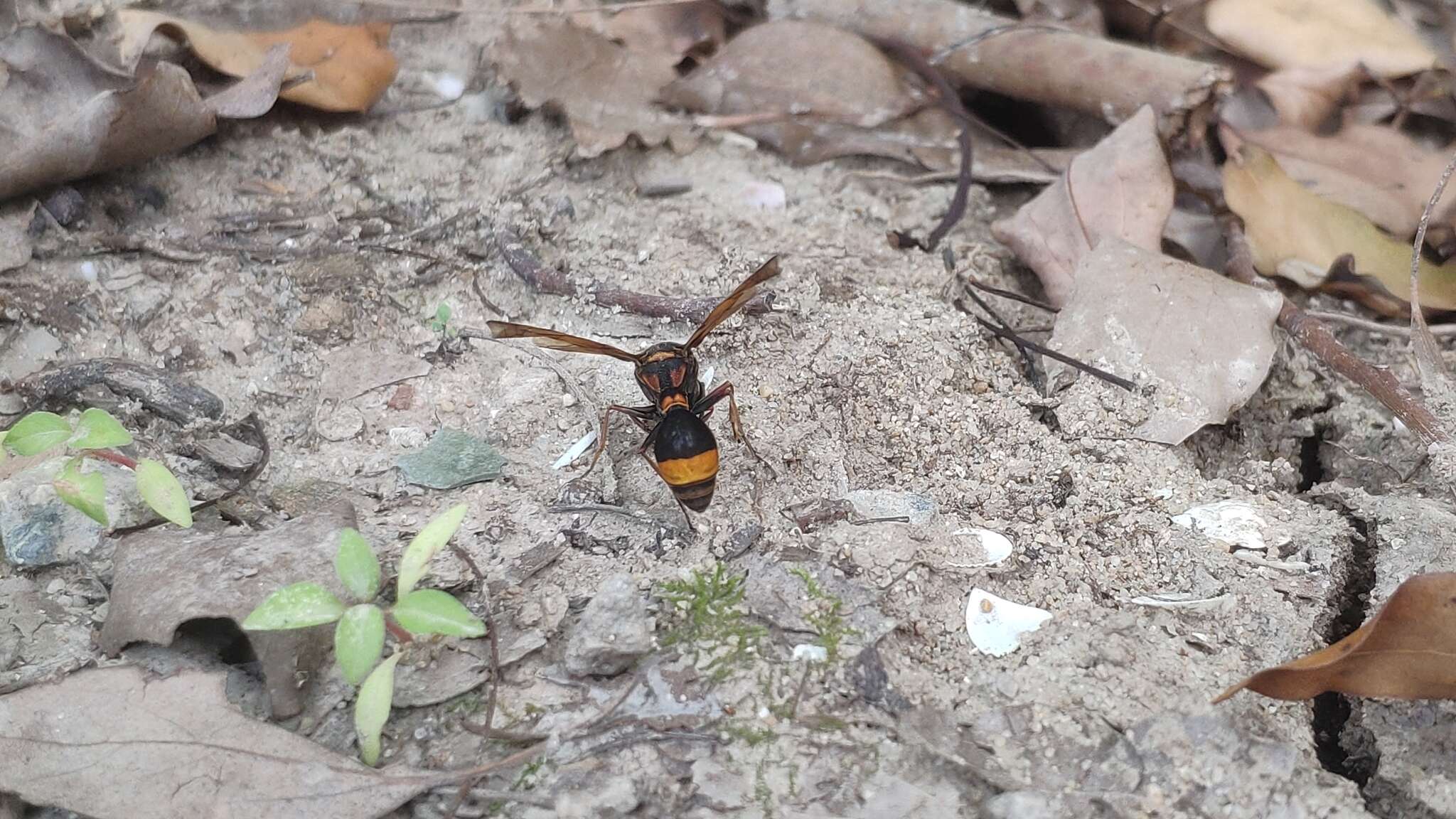 Слика од Oreumenes decoratus (Smith 1852)