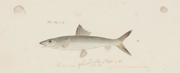 Image of Bonefish