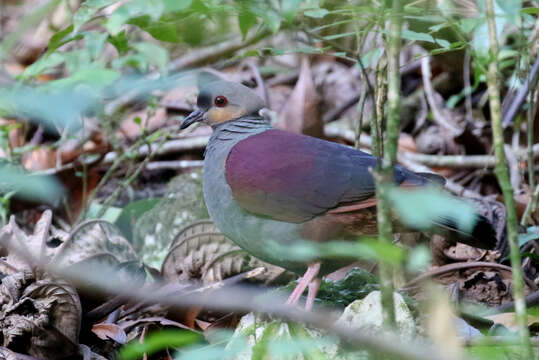 Image of Crested Quail-Dove