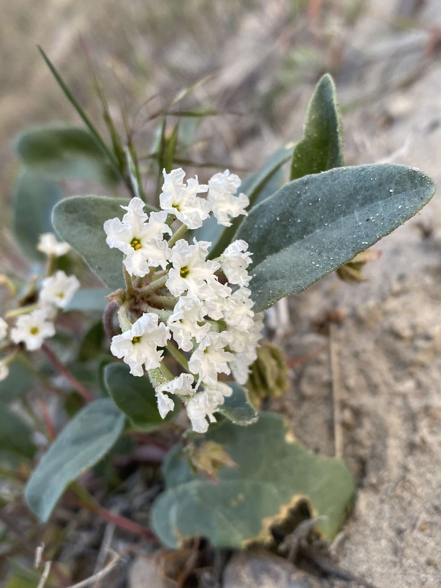 Image of white sand verbena