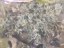 Image of Coral Stonewort