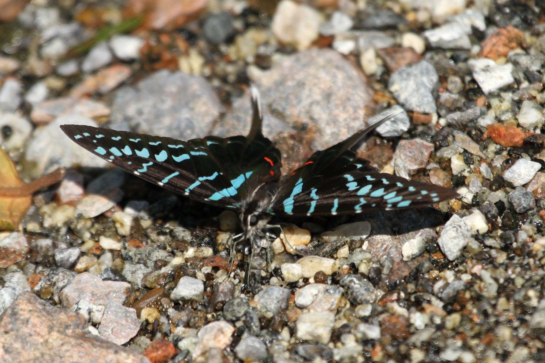 Image de Graphium colonna (Ward 1873)