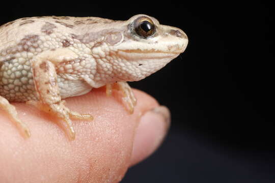 Image of Boreal Chorus Frog