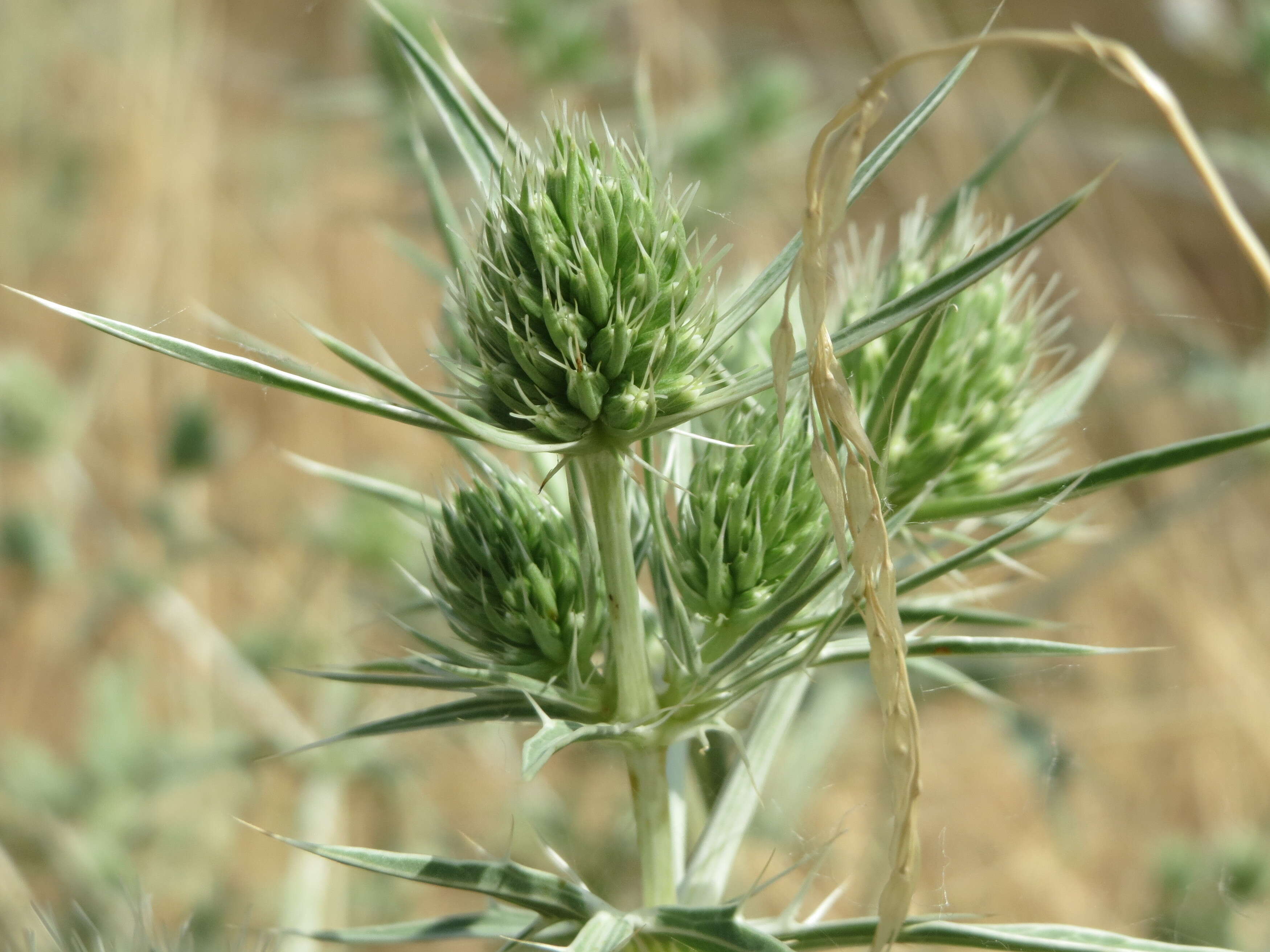 Eryngium campestre L. resmi