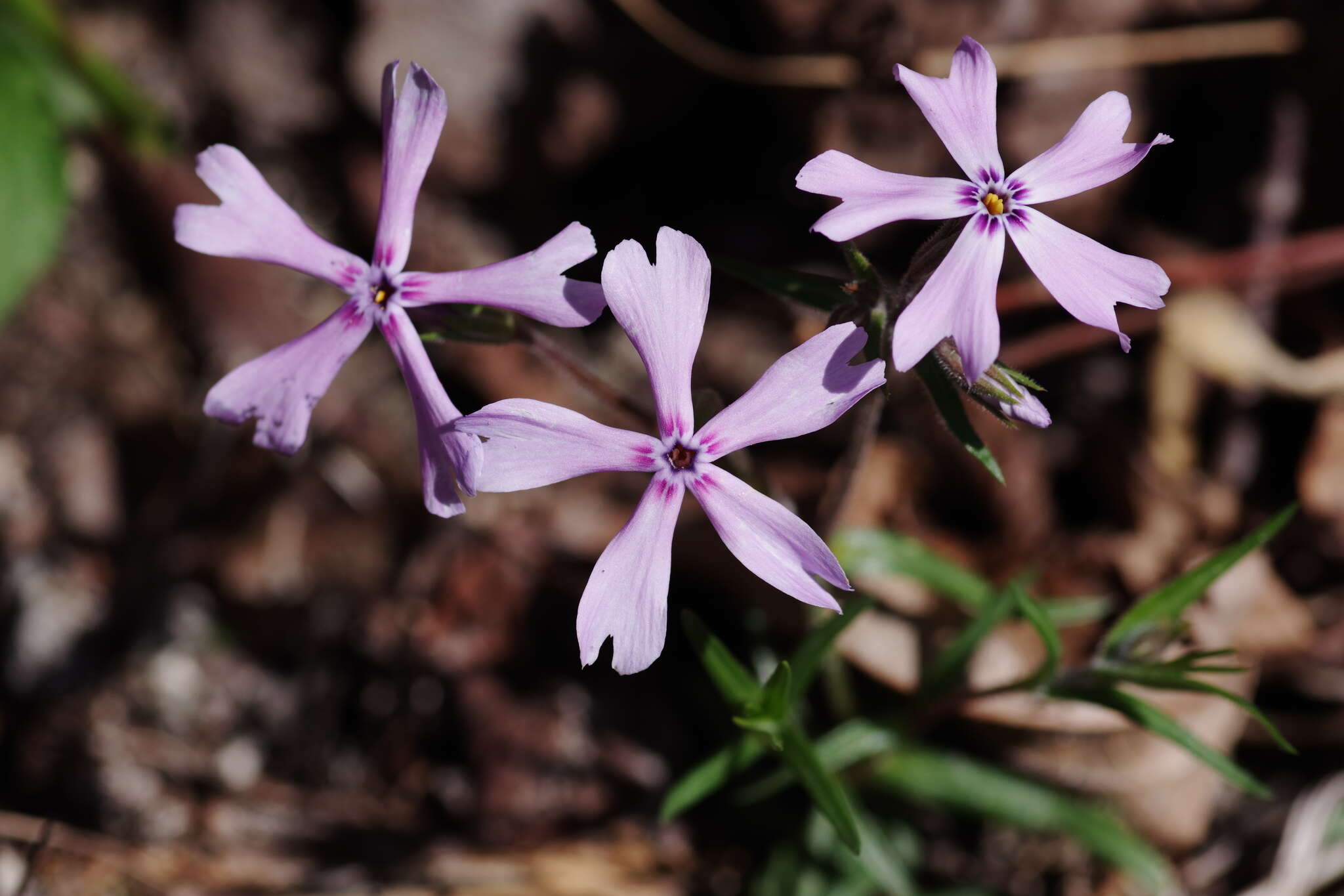 Image of cleft phlox