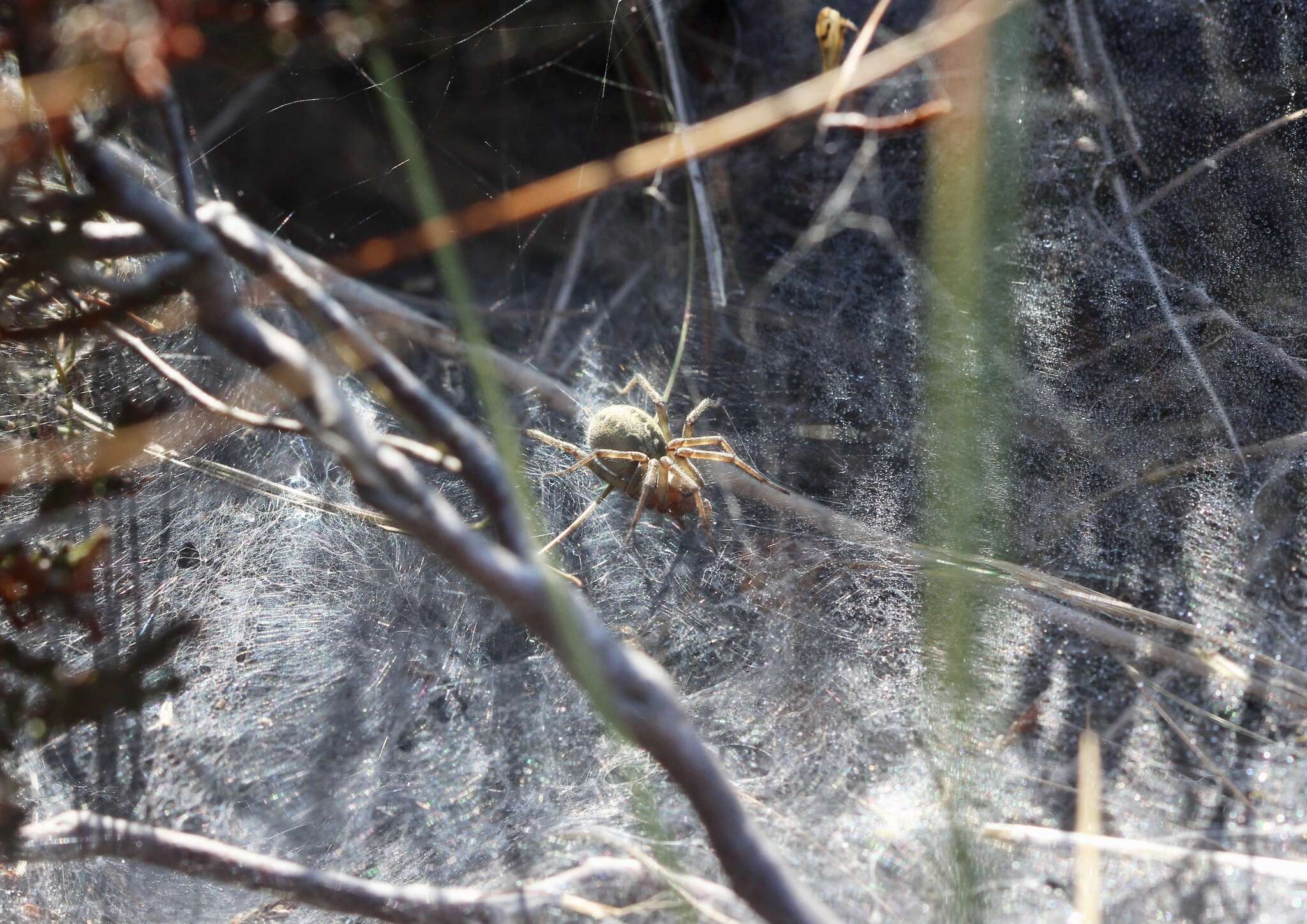 Image of Agelena labyrinthica (Clerck 1757)