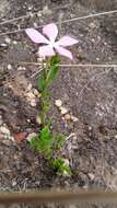 Image of Catharanthus ovalis Markgr.